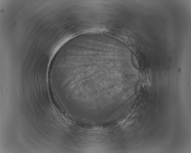 X0000065250196200603031812