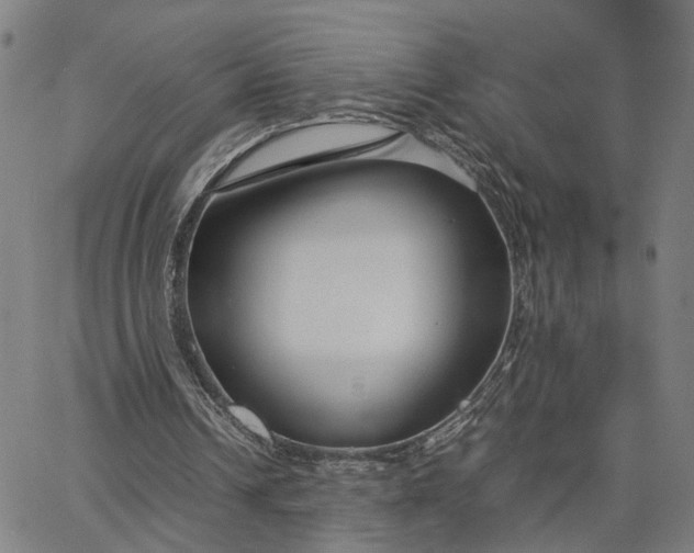 X0000065250242200603031810