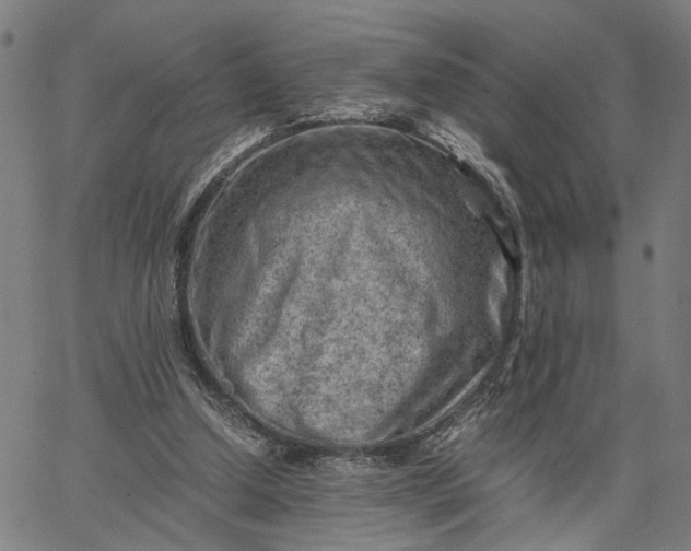 X0000065250250200603031810