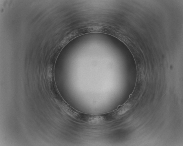 X0000065250274200603031811