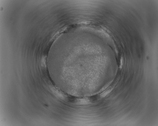 X0000065250286200603031811