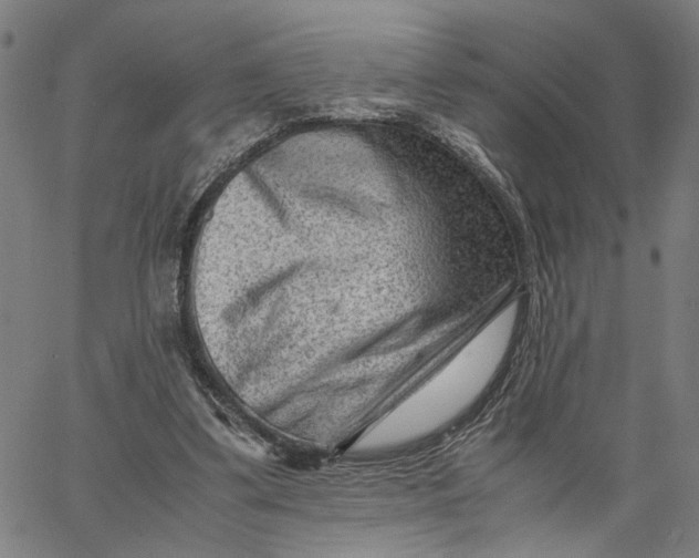 X0000065250299200603031810