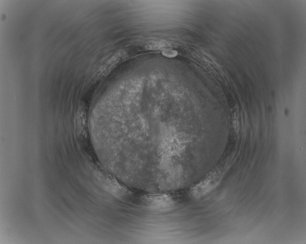 X0000065250322200603031810