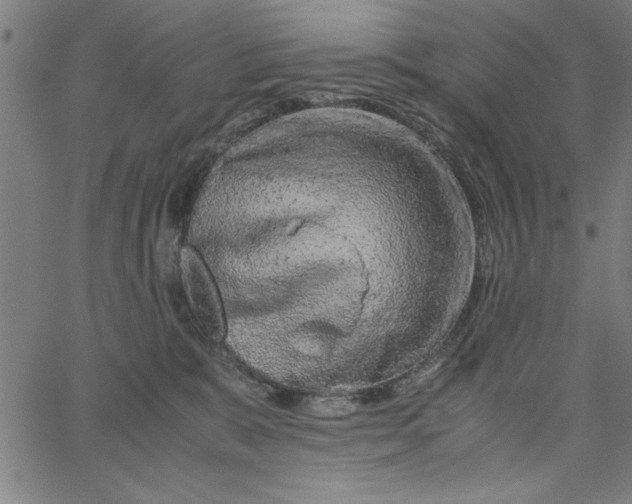 X0000065250327200603031810