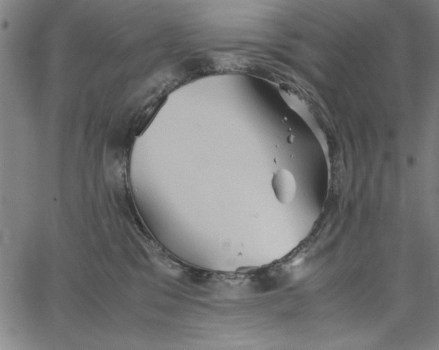 X0000065250329200603031810