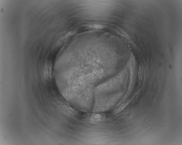 X0000065250330200603031810