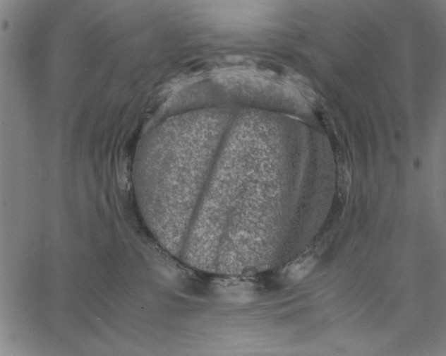 X0000065250331200603031810