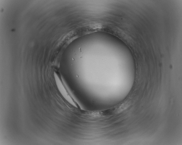 X0000065250384200603031810