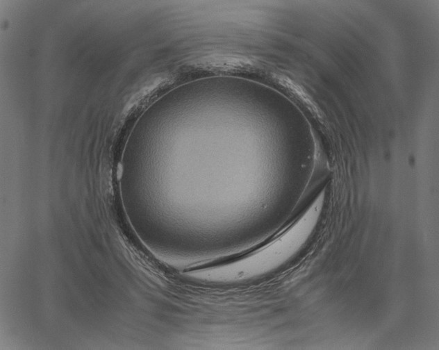 X0000065250399200603031809