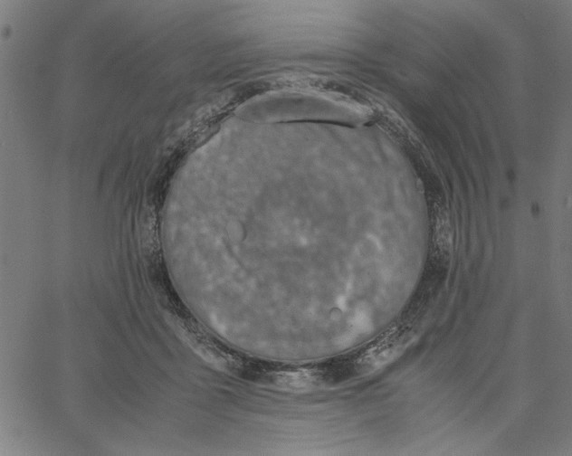 X0000065250411200603031808