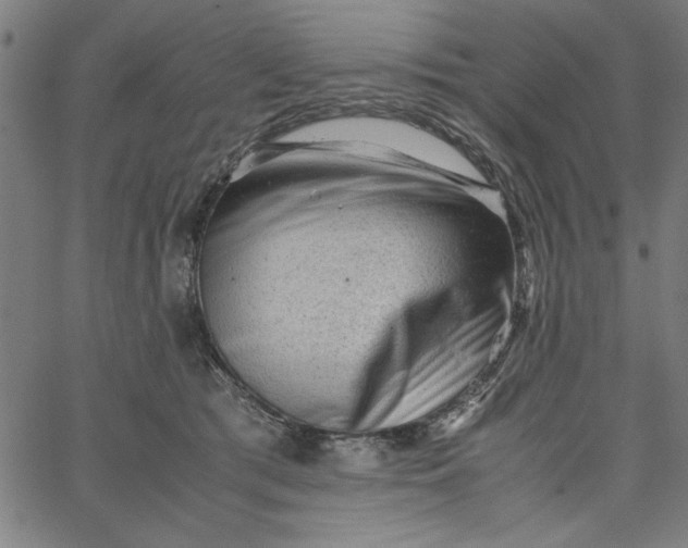 X0000065250417200603031808