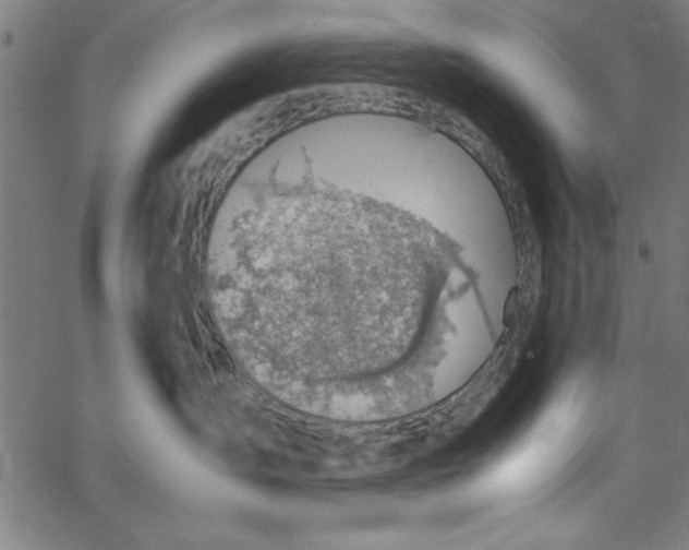 X0000065250431200603031808