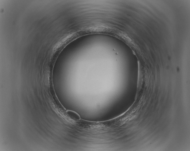 X0000065250446200603031807