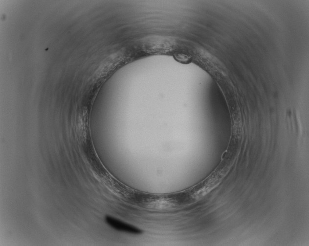 X0000065250460200603031808