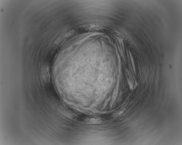 X0000065250506200603031807