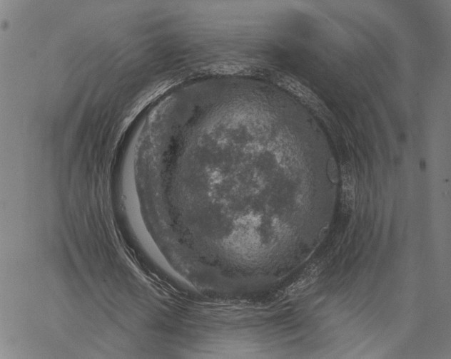 X0000065250626200603031804