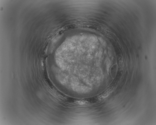 X0000065250654200603031805