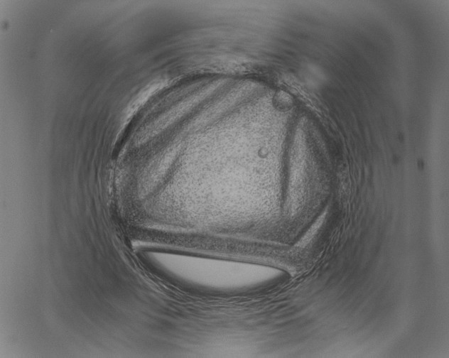 X0000065250679200603031804