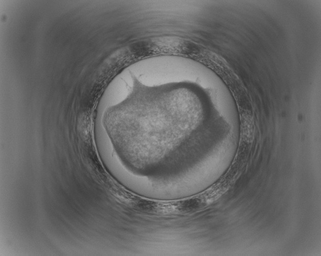 X0000065250701200603031804