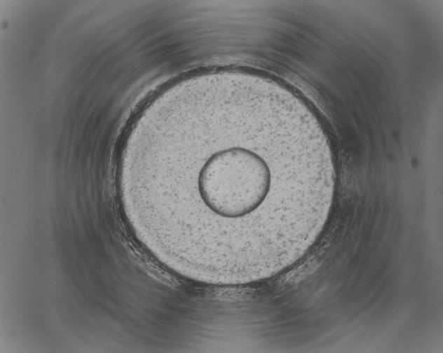 X0000065250832200603031801