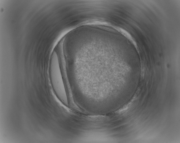 X0000065250863200603031802