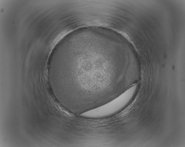 X0000065250879200603031801