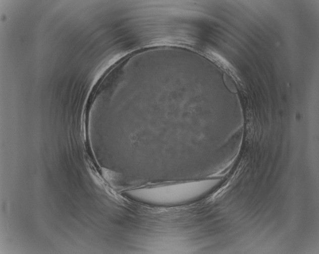 X0000065250892200603031801