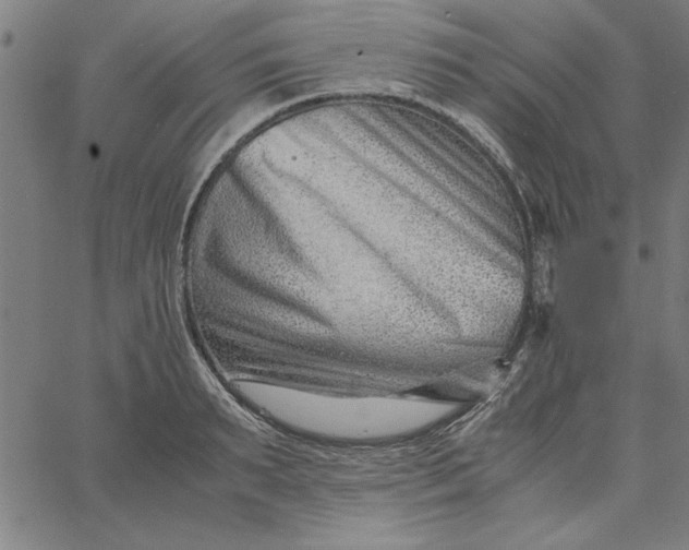 X0000065250895200603031800