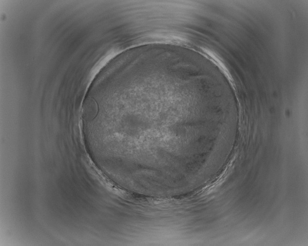 X0000065250899200603031800