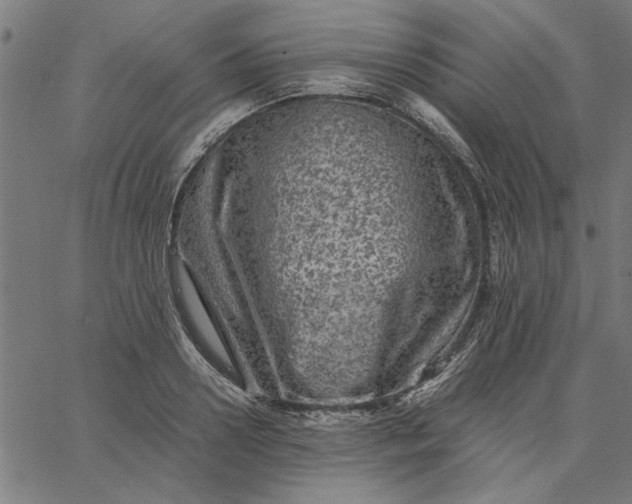 X0000065250938200603031800