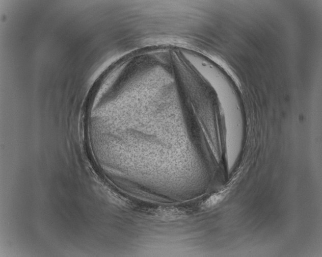 X0000065250983200603031759