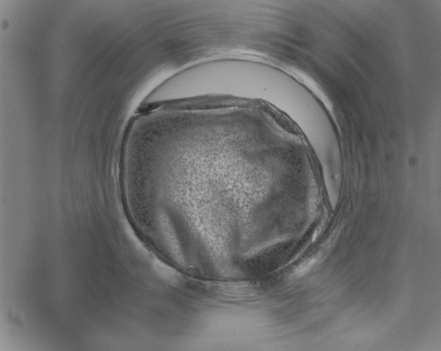 X0000065251007200603031759