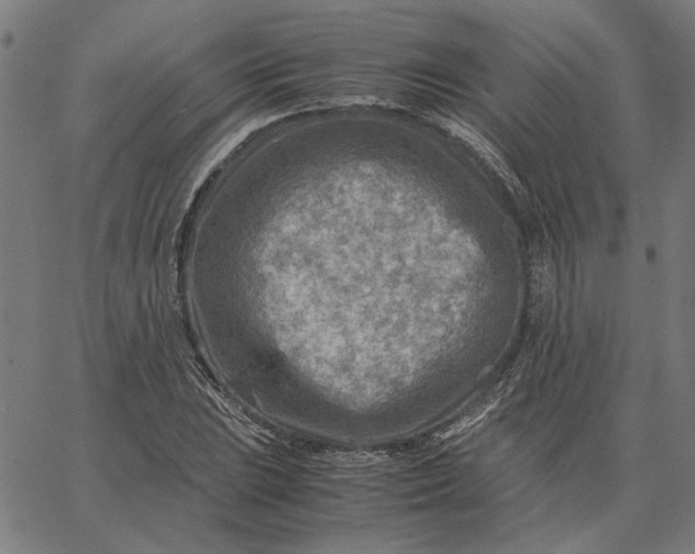 X0000065251023200603031758