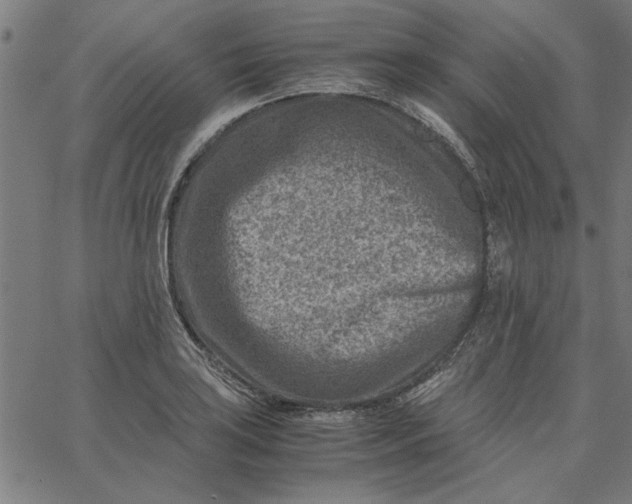 X0000065251035200603031758