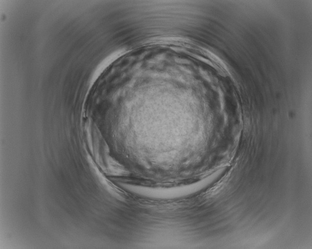 X0000065251050200603031759