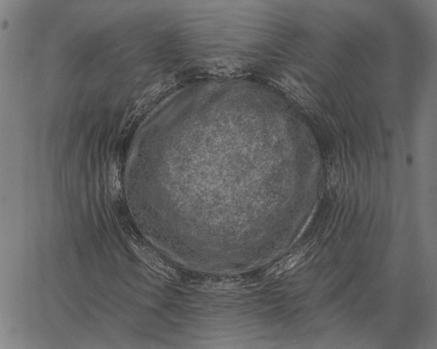 X0000065251106200603031756