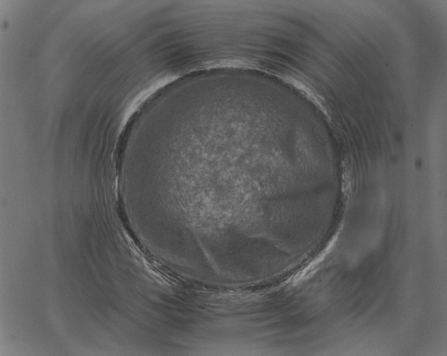 X0000065251117200603031757