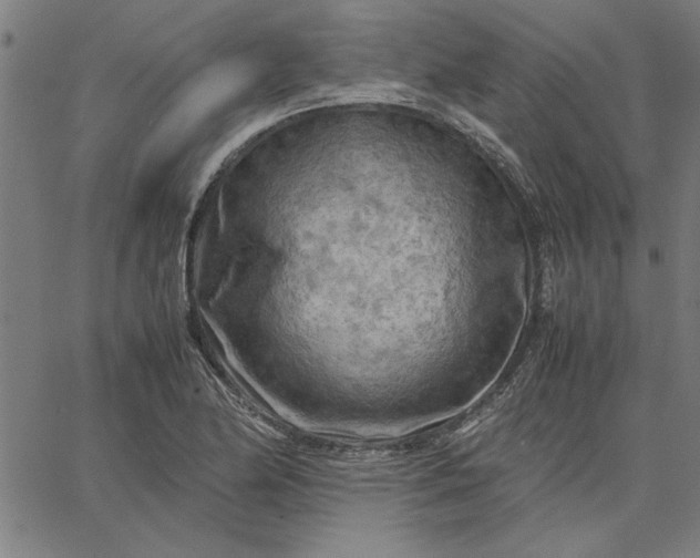 X0000065251174200603031756