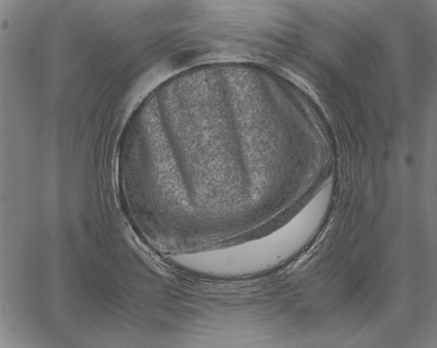 X0000065251179200603031756