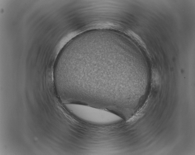 X0000065251226200603031755