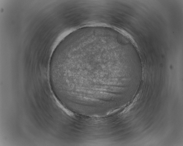 X0000065251231200603031755