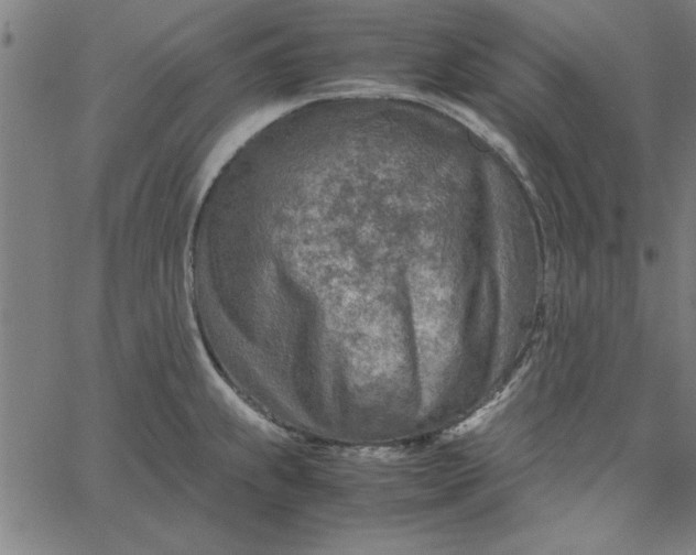 X0000065251239200603031755