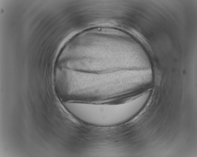 X0000065251240200603031755