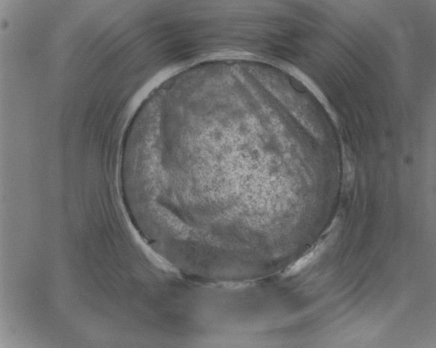 X0000065251245200603031755