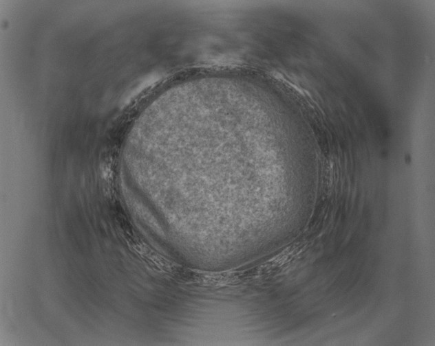 X0000065251254200603031755