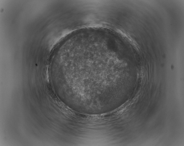 X0000065251262200603031755