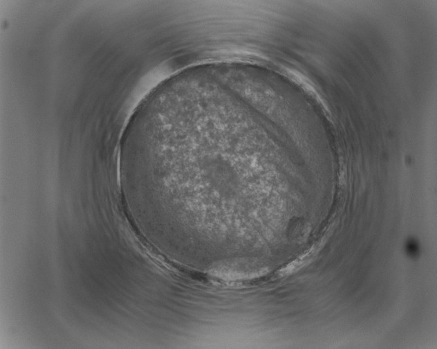 X0000065251275200603031754