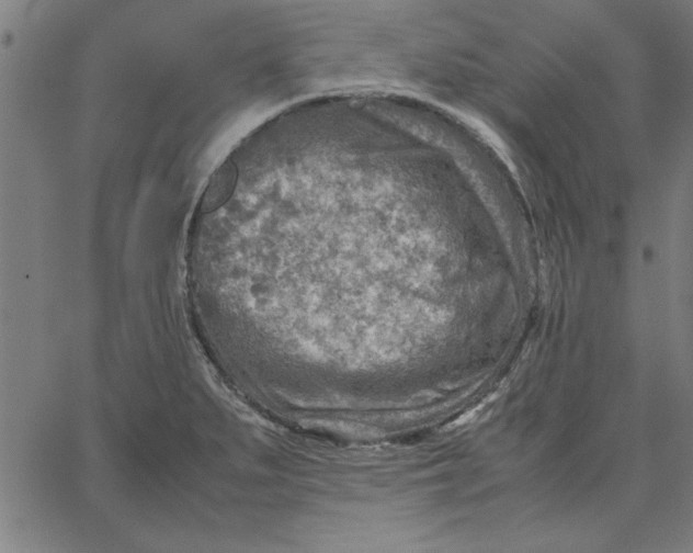 X0000065251279200603031754