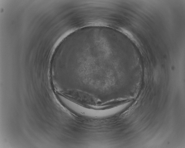 X0000065251331200603031754