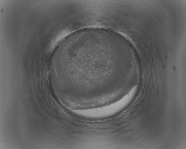 X0000065251359200603031753